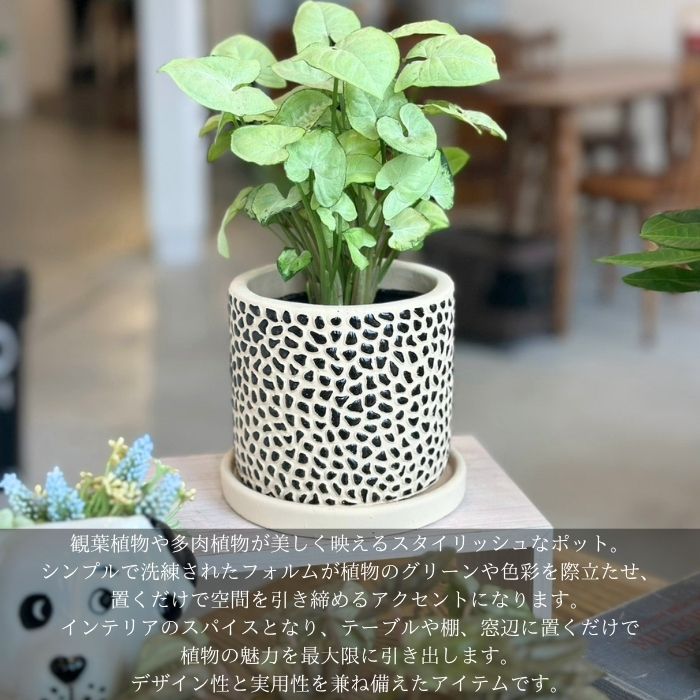 Pot＆Saucer メイズ01
