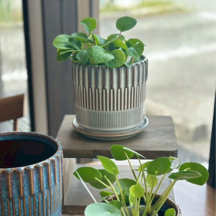 BRANCH pot&saucer S White02