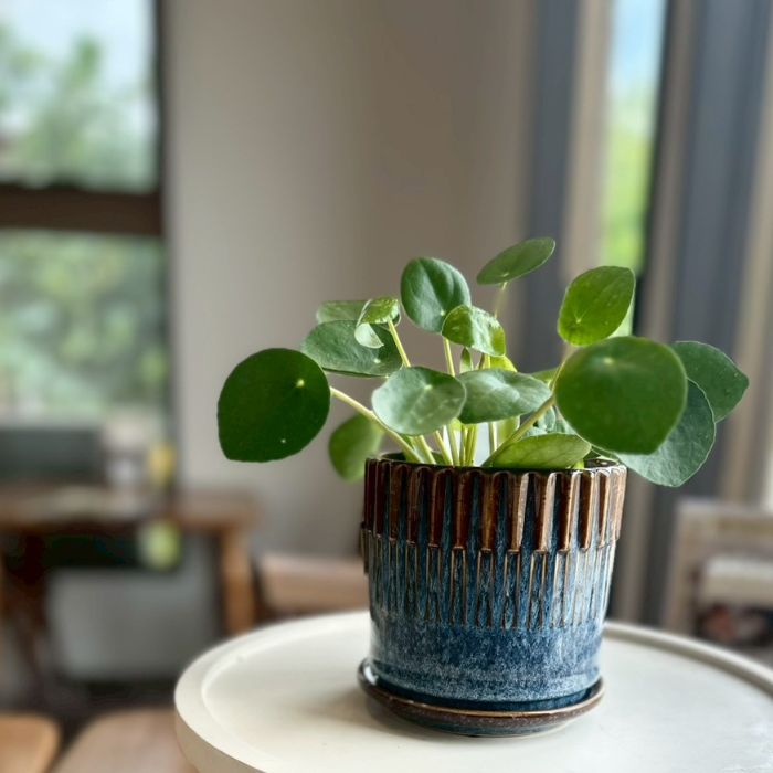 BRANCH　pot&saucer S Blue02