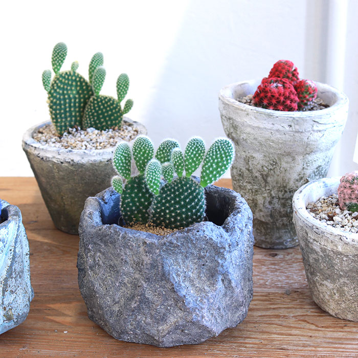 姫路市の雑貨店 Portus カフェも併設 ｓｃａｒ 鉢カバー Xsサイズ グレー セメント 鉢カバー 観葉植物